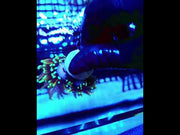 Euphyllia Glabrescens Golden Torch Hellfire 2 Köpfe WYSIWYG - DNZ / 453 – Video