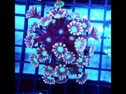 Alveopora CP Twilight Blossom WYSIWYG - DNZ / 1461 -L – Video