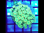 Alveopora CP Sunflare Bloom WYSIWYG - DNZ / 1461 -R – Video
