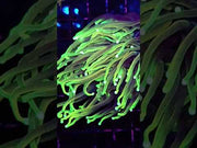 Euphyllia Glabrescens Limelight Torch Premium WYSIWYG / 469 – Video