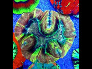 Trachyphyllia Rainbow WYSIWYG / 1443 – Video