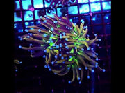 Euphyllia Glabrescens Golden Joker Torch WYSIWYG / 789 – Video
