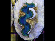 Tridacna maxima 5 - 6 cm WYSIWYG / 1919 -U – Video