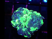 Euphyllia Branching Hammer Toxic Splatter Premium WYSIWYG - DNZ / 254 – Video