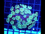 Alveopora CP Minty Explosion WYSIWYG - DNZ / 1452 -L – Video