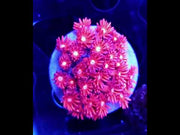 Goniopora Rose Inferno WYSIWYG - DNZ / 699 – Video