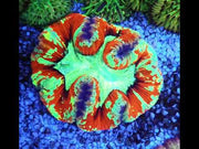Trachyphyllia Rainbow WYSIWYG / 1497 – Video
