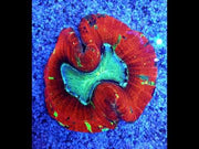 Trachyphyllia Rainbow WYSIWYG / 3569 – Video