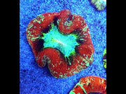 Trachyphyllia Rainbow WYSIWYG / 1448 – Video