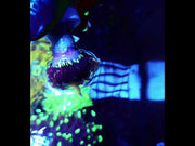 Euphyllia Glabrescens Golden Joker Torch WYSIWYG / 454 – Video