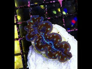 Tridacna Crocea 4 - 5 cm WYSIWYG / 3516 -U – Video