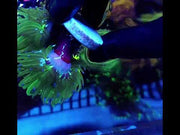 CoralPrime WYSIWYG 713 – Video 2