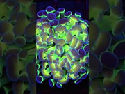 Euphyllia Branching Hammer Hologram WYSIWYG - DNZ / 099 – Video