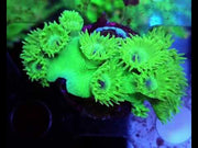 Turbinaria Cup WYSIWYG / 132 – Video