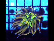 Euphyllia Glabrescens Golden Joker Torch WYSIWYG / 454 – Video