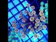 Alveopora CP Royal Bloom - DNZ / 454 – Video