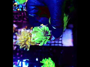 Euphyllia Glabrescens Limelight Torch Premium WYSIWYG / 340 – Video