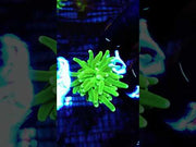 Euphyllia glabrescens torch Hulk WYSIWYG / 504 – Video