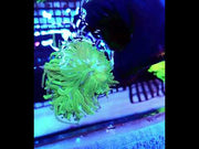 Euphyllia glabrescens torch Toxic Blau Tipps 2 Köpfe WYSIWYG / 462 – Video