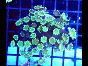 Alveopora CP Minty Explosion WYSIWYG - DNZ / 1999 -L – Video
