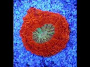 acanthophyllia mastergrade WYSIWYG / 1932 -L – Video