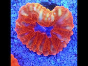 Cynarina Red WYSIWYG / 1989 -R – Video