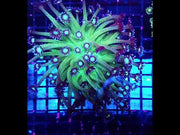 Goniopora XL Fake Galaxy WYSIWYG / 1472 – Video