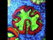 Trachyphyllia Rainbow WYSIWYG / 1492 – Video