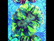 Trachyphyllia Rainbow WYSIWYG / 1419 – Video
