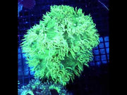 Catalaphyllia jardinei XL (chernobyl sunrise) WYSIWYG / 1487-R – Video