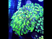 Euphyllia paraancora Hammer Venom Kiss WYSIWYG - DNZ / 026 – Video