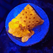Pavona cactus 24k Gold