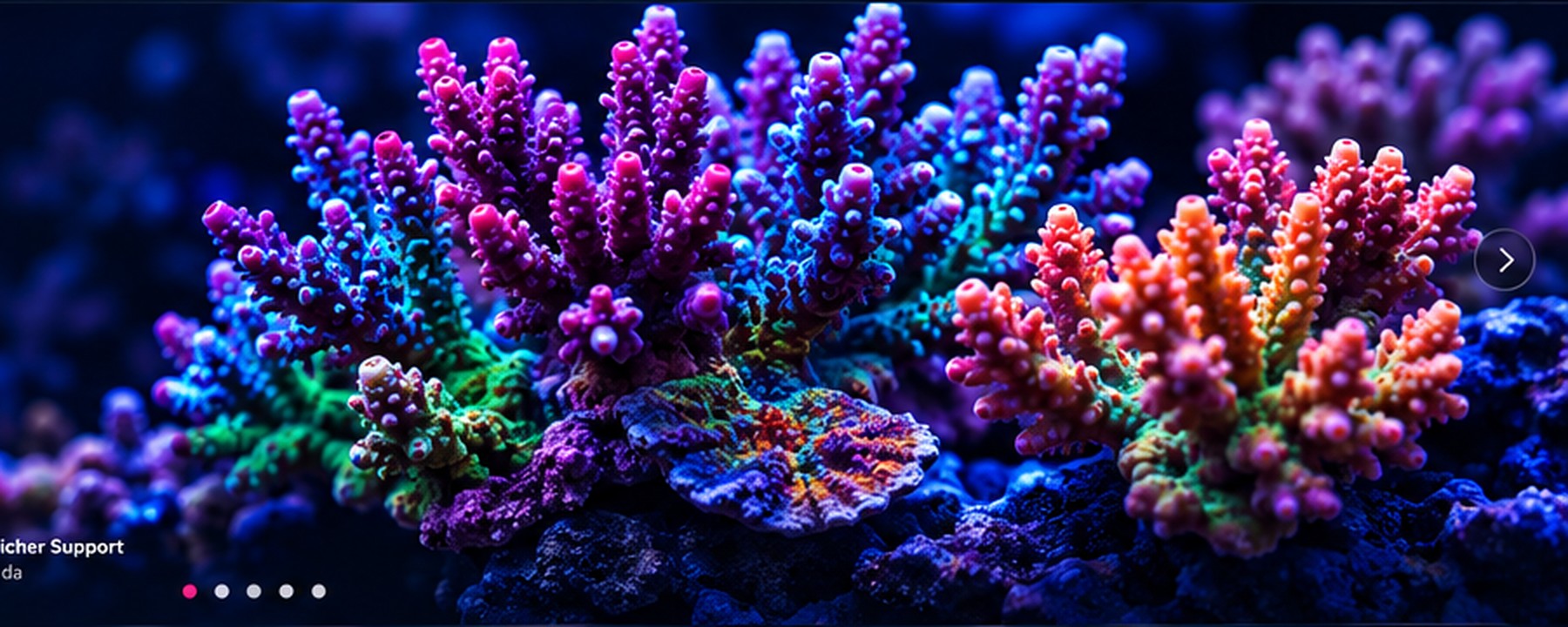 CoralPrime Korallen